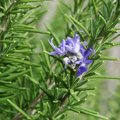Rosemary – 15+ Seeds