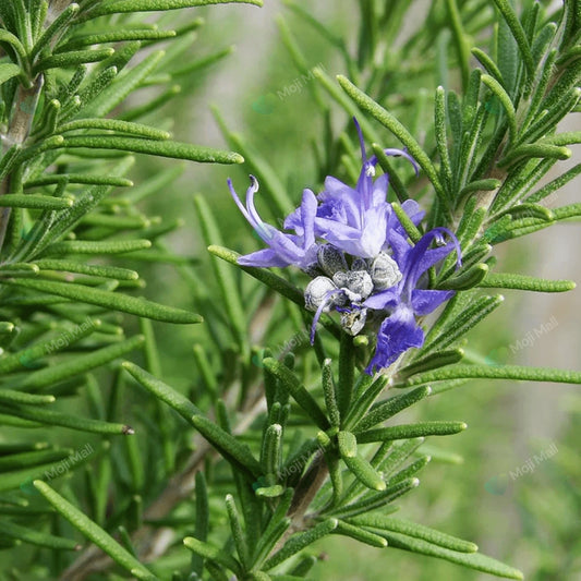 Rosemary – 15+ Seeds-Moji Mall