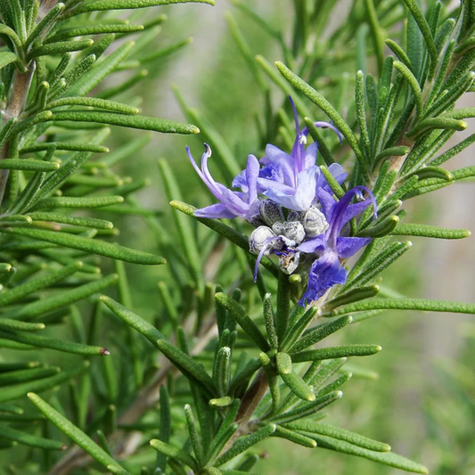 Rosemary - Seeds