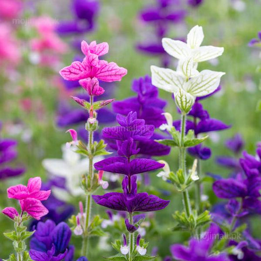 Close-up of colorful Salvia Tricolor flowers including pink, purple, and white in a natural setting.