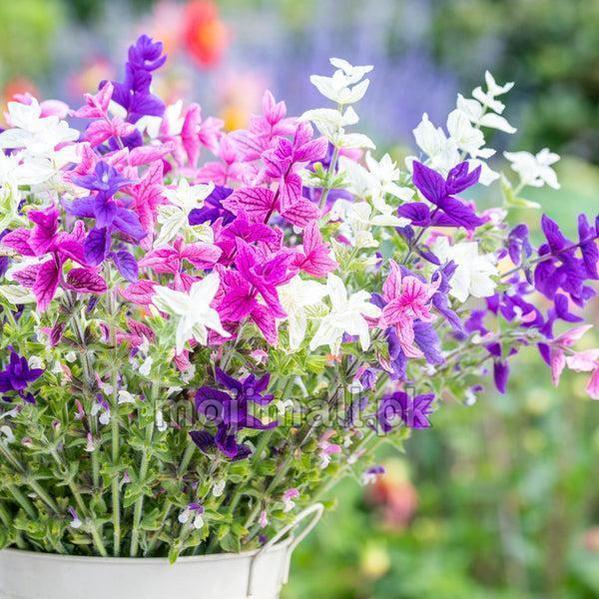 Winter Flower Seeds