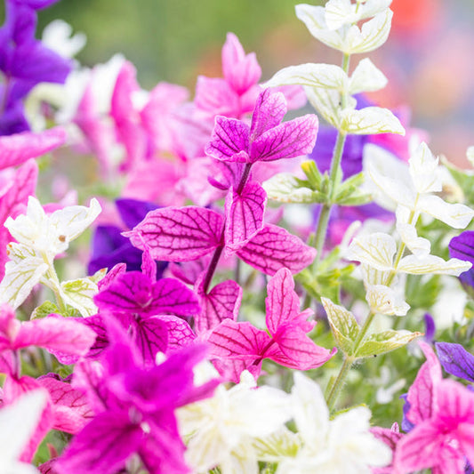Close-up of colorful Salvia Tricolor flowers with a blurred background