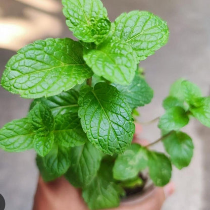 Mint (Podina) - Live Plant 🪴-Moji Mall
