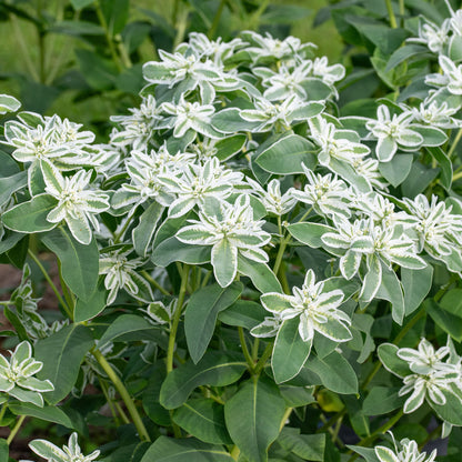 Snow on the Mountain – Buzzy Seeds (Imported - Limited Stock)
