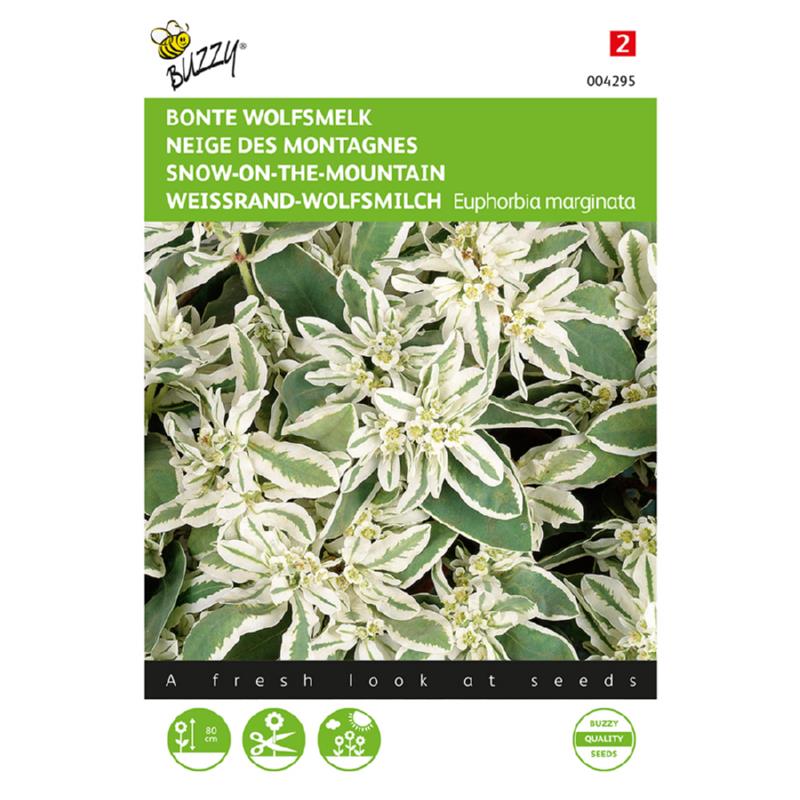 Snow on the Mountain – Buzzy Seeds (Imported - Limited Stock)