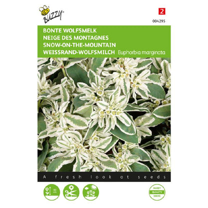 Snow on the Mountain – Buzzy Seeds (Imported - Limited Stock)