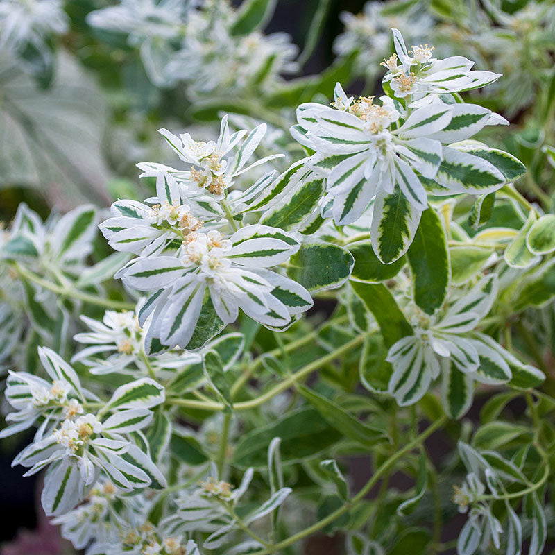 Snow on the Mountain – Buzzy Seeds (Imported - Limited Stock)