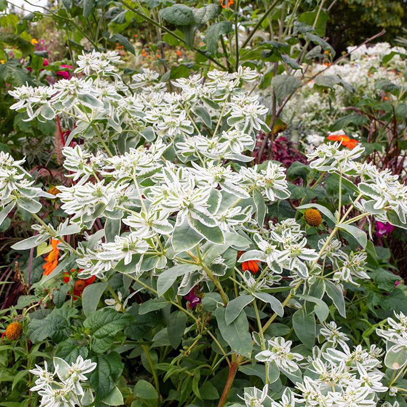 Snow on the Mountain – Buzzy Seeds (Imported - Limited Stock)