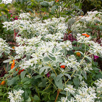Snow on the Mountain – Buzzy Seeds (Imported - Limited Stock)