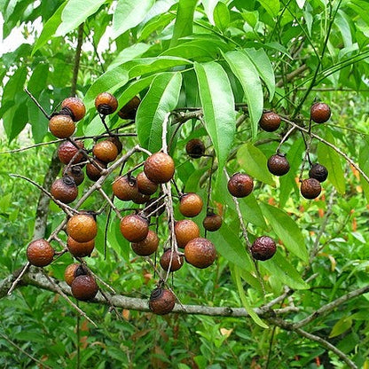 Soapnut (ریٹھا کے بیج) – 10+ Tree Seeds