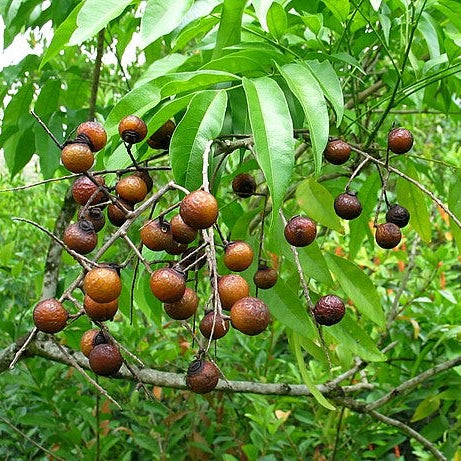 Soapnut (ریٹھا کے بیج) – 10+ Tree Seeds