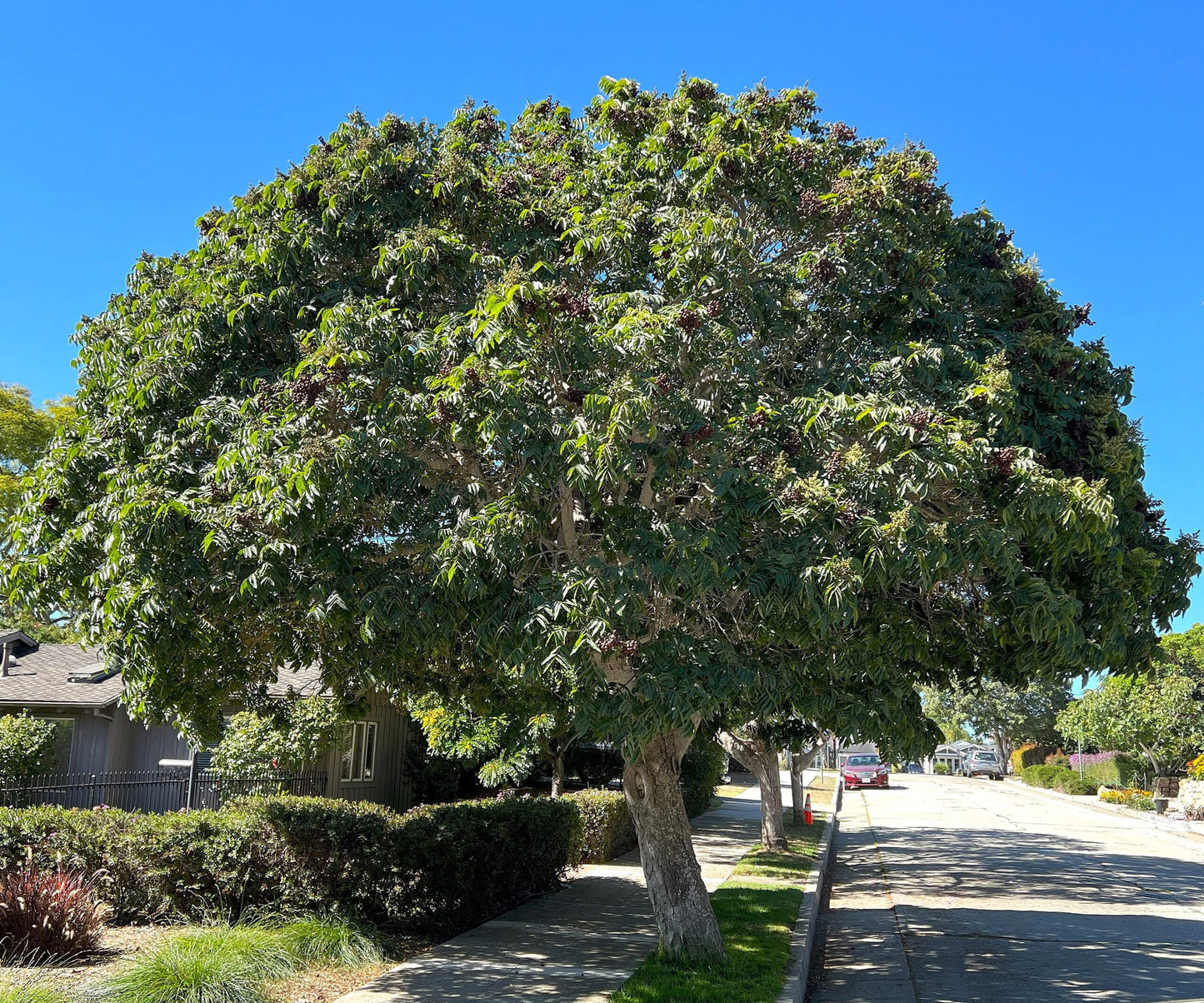 Soapnut (ریٹھا کے بیج) – 10+ Tree Seeds