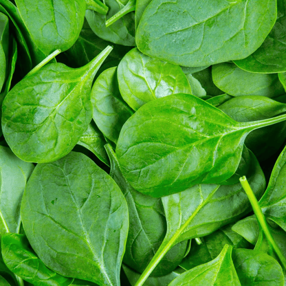 Spinach (دیسی پالک کے بیج) – 600+ Seeds