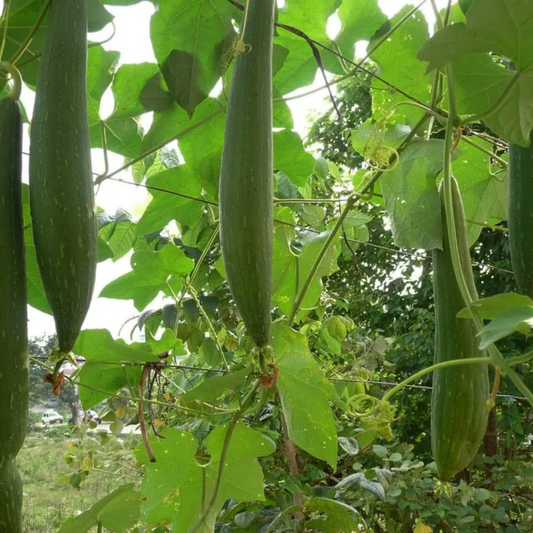 Sponge Gourd - F1 Hybrid Seeds