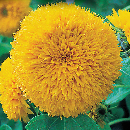 Sunflower Dwarf - Teddy Bear - Seeds