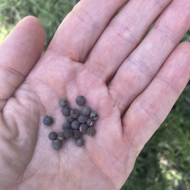 Sweet Pea Tall Mix (گل مٹر) – 10 Seeds