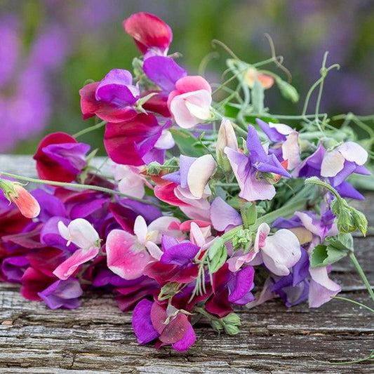 Bouquet of purple, pink, and white Sweet Pea flowers on a wooden surface with a blurred natural background