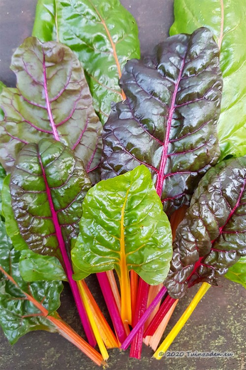 Swiss Chard – Seeds