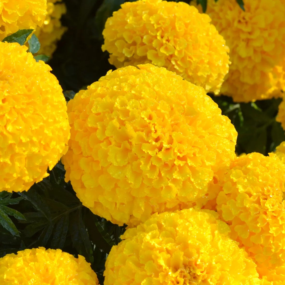 Tagetes (Gold) – F1 Hybrid Seeds