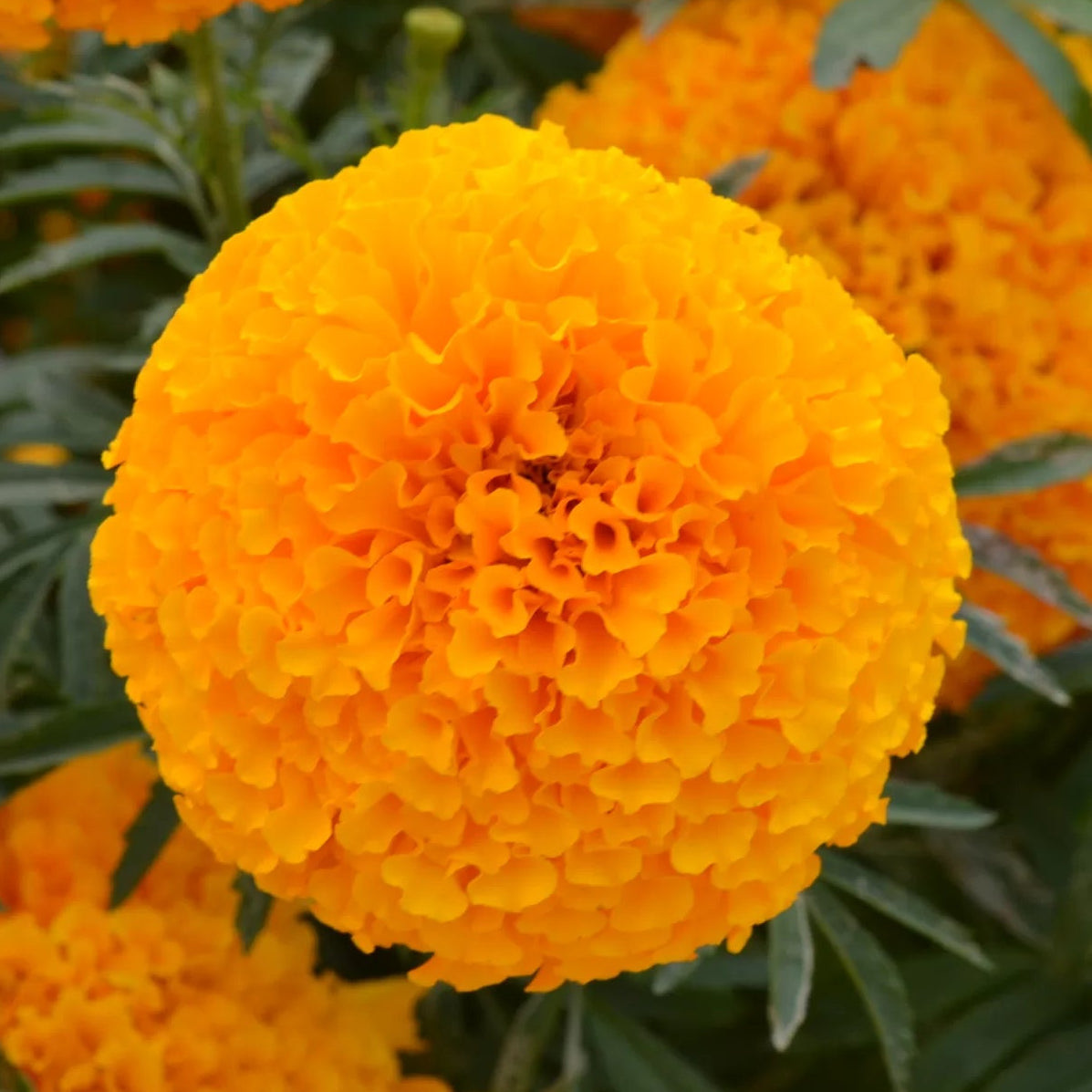 Tagetes (Orange) – F1 Hybrid Seeds