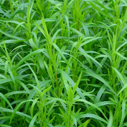 Tarragon – 50+ Seeds