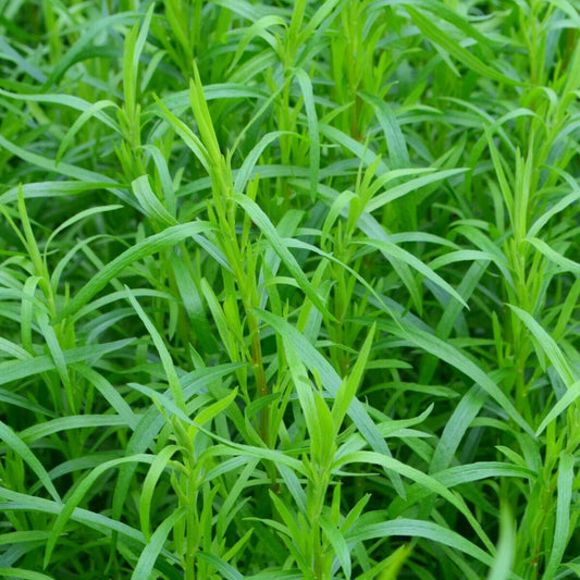 Tarragon - Seeds