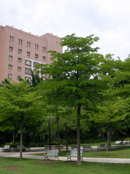 Terminalia – 10+ Tree Seeds-Moji Mall Pakistan