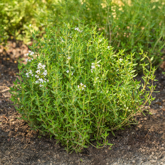 Thyme – 50+ Seeds