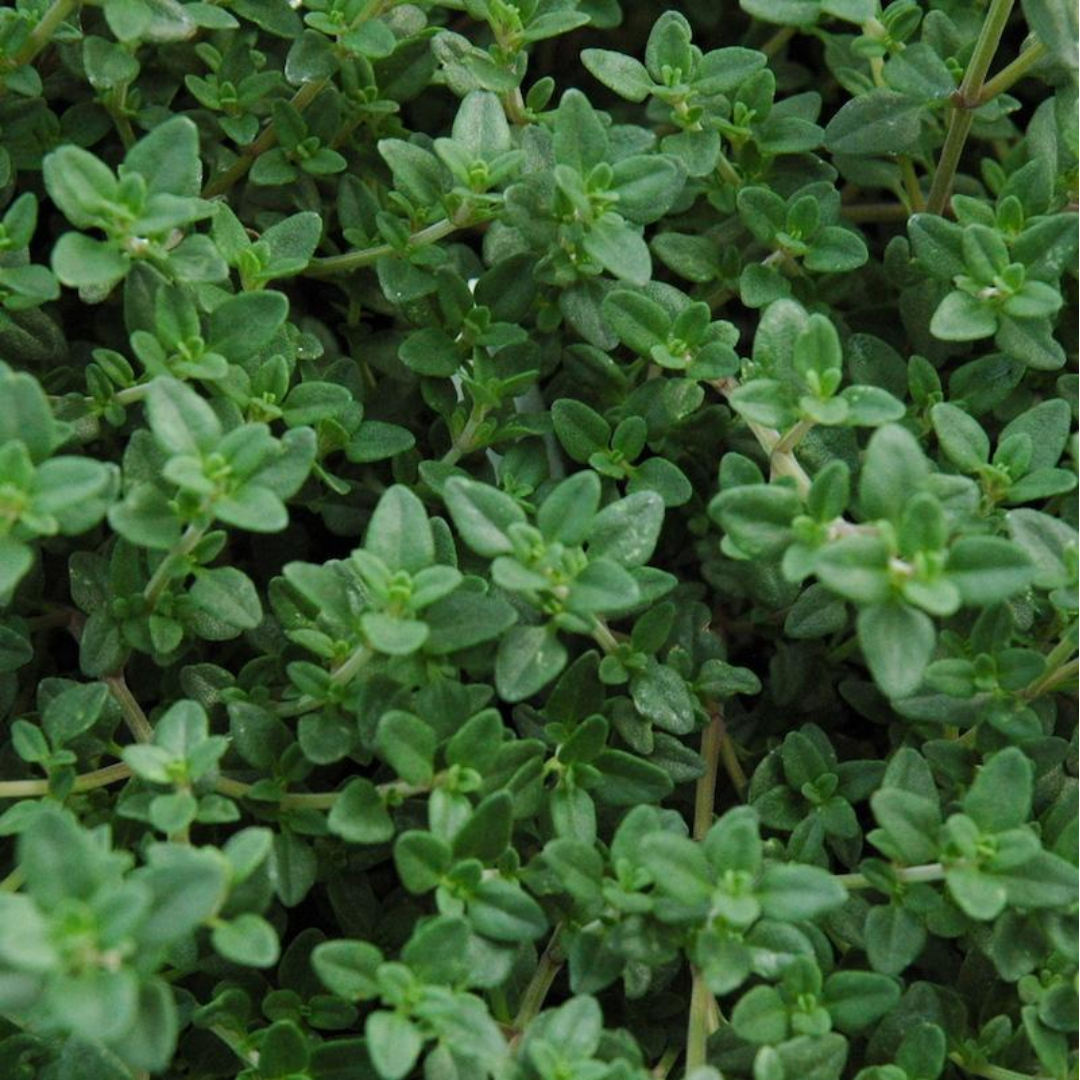 Thyme - Seeds