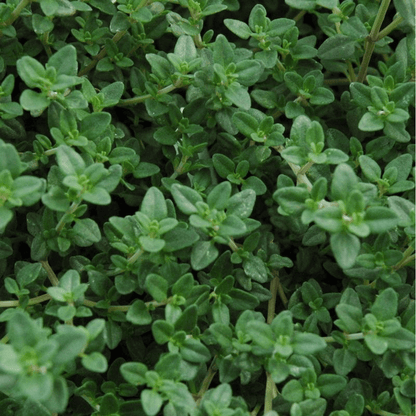 Thyme (50+ Seeds)