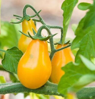 Tomato - Yellow Pear