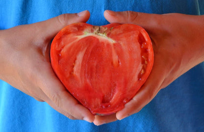 Tomato Ox Heart (20+ Seeds)