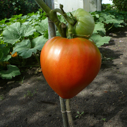 Tomato Ox Heart (20+ Seeds)