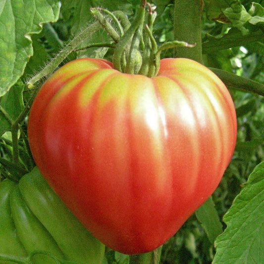 Tomato Ox Heart (20+ Seeds)