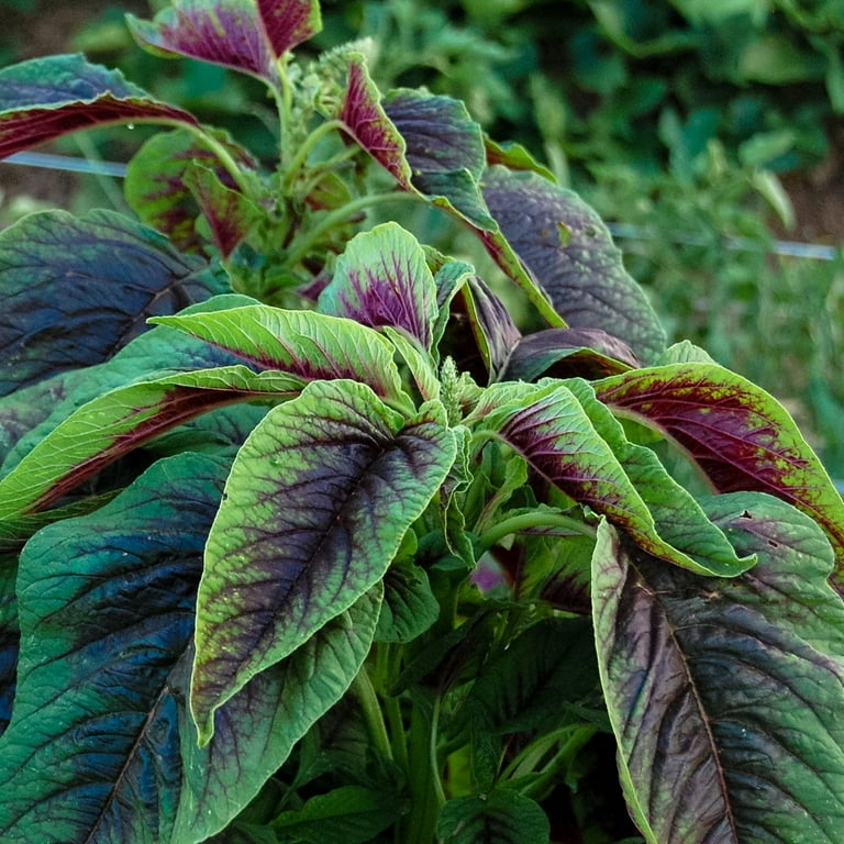 Chinese Spinach - Red - (Callaloo Amaranthus Tricolor) - 200+ Seeds