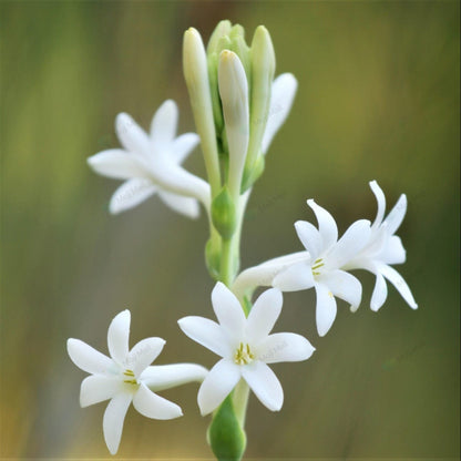 White tuberose (Rajnigandha) flowers blooming from fragrant flower bulbs by Moji Mall.
