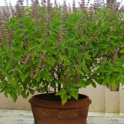 Tulsi (Holy Basil) - Seeds