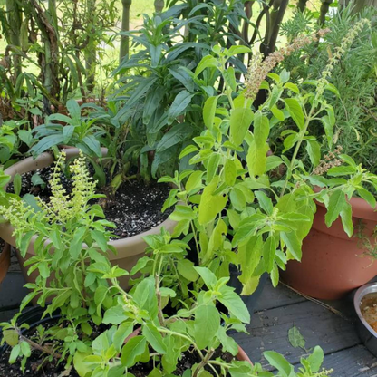 Tulsi (Holy Basil) - Seeds