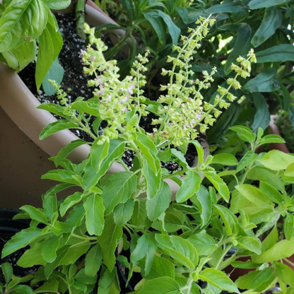 Tulsi (Holy Basil) - Seeds