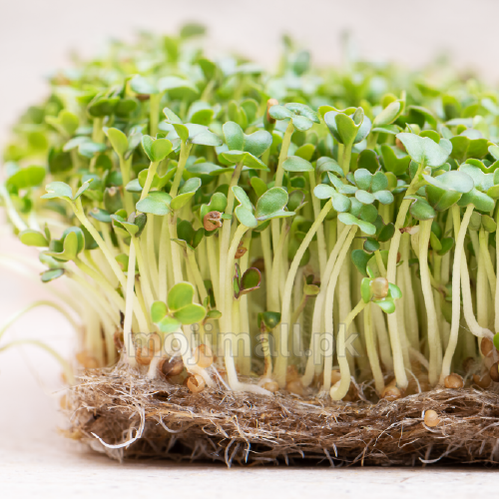 Micro Turnips Turnip Microgreens – Spicy Baby Greens for Indoor Trays – Moji Mall