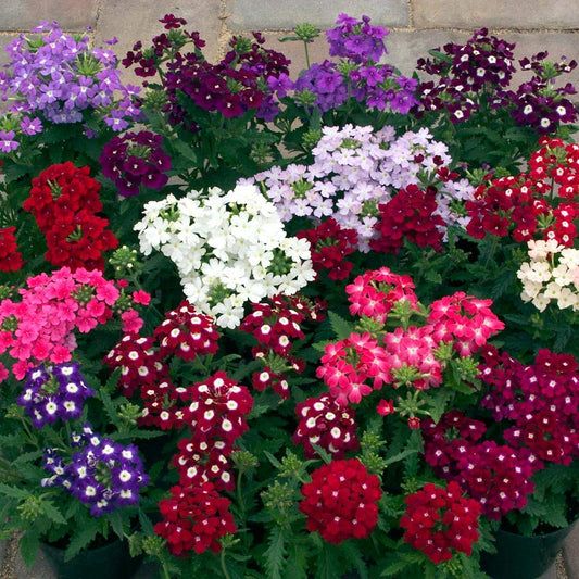 Verbena Mixed Flowers - 80+ Seeds