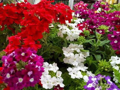 Verbena (Mixed) Flowers - Seeds