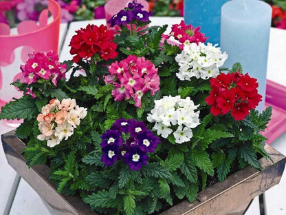 Verbena (Mixed) Flowers - Seeds