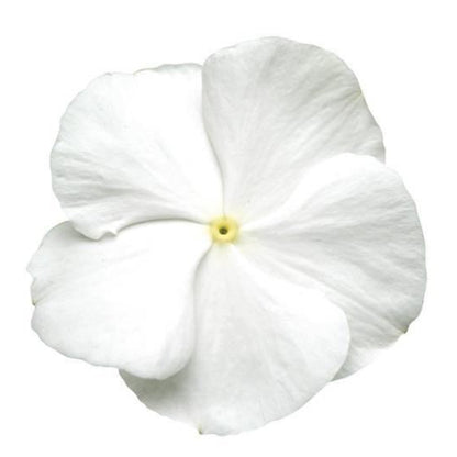 White flower with a yellow center on a white background