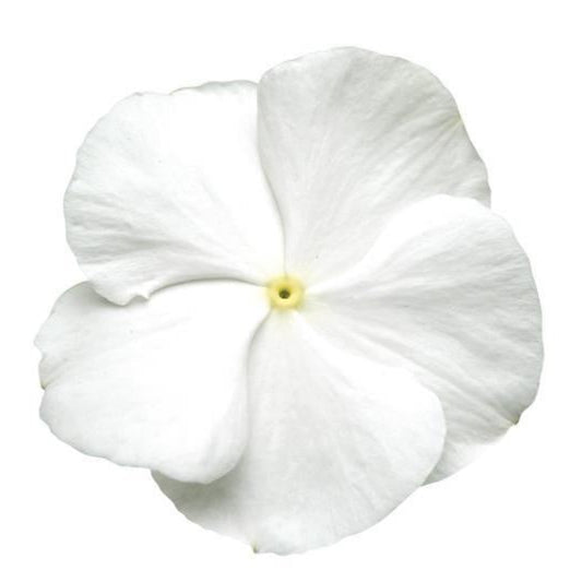 White flower with a yellow center on a white background