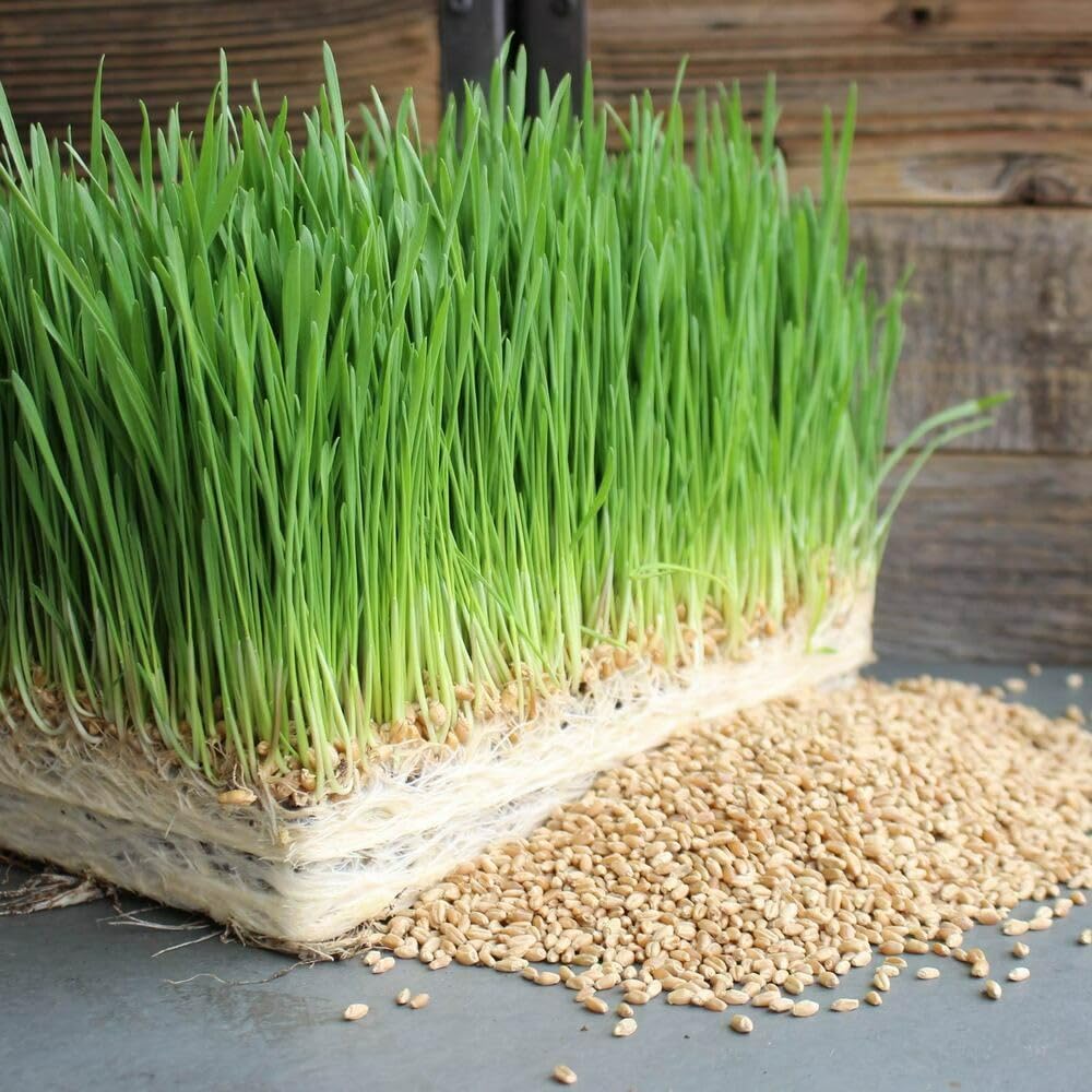Close-up of fresh wheatgrass grown from Moji Mall seeds