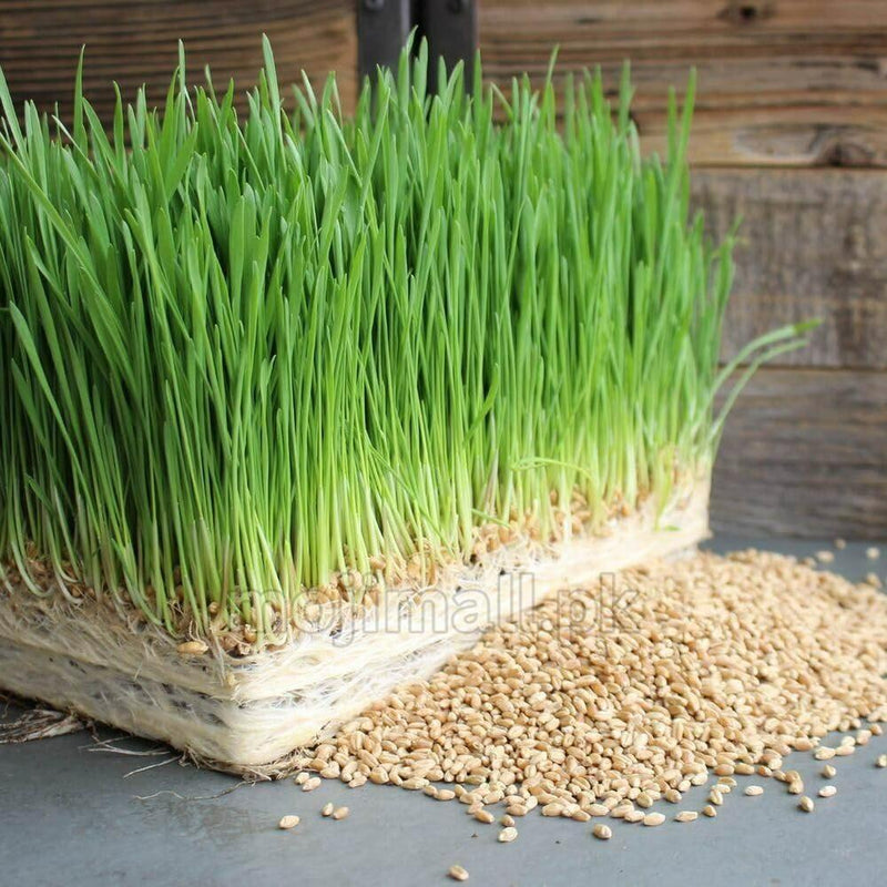 Microgreen Seeds