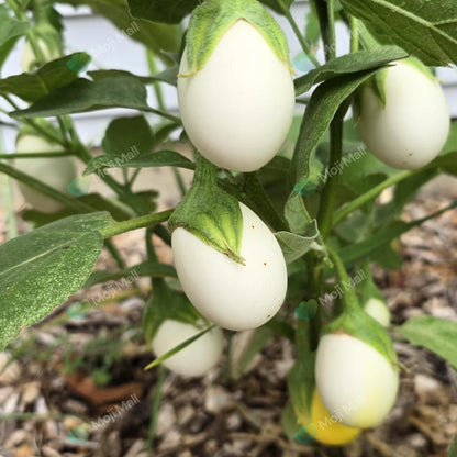 White Eggplant, locally known as Safed Baingan, producing smooth white fruits from vegetable seeds in Pakistan by Moji Mall.