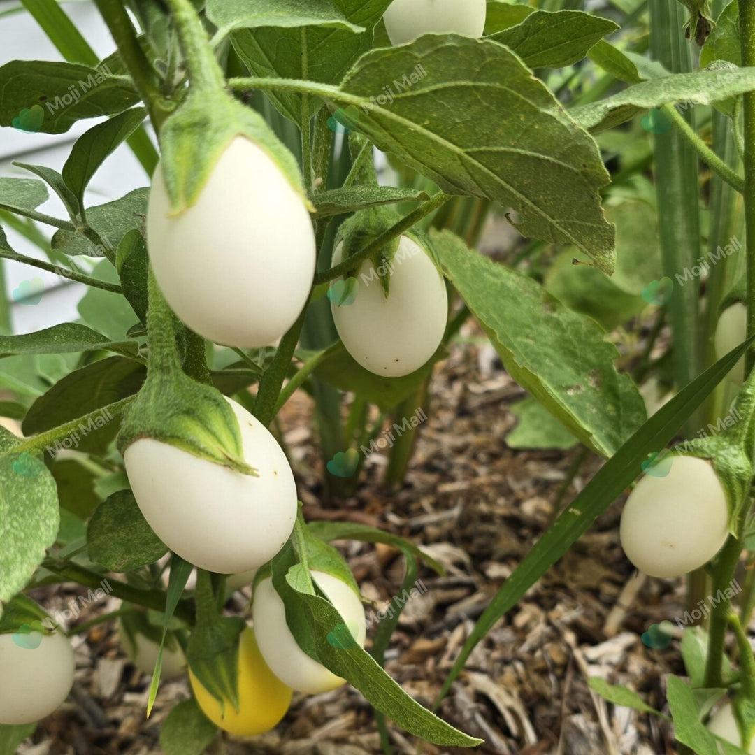 White eggplant plant bearing attractive pale white brinjals, grown from seeds in Pakistan by Moji Mall.