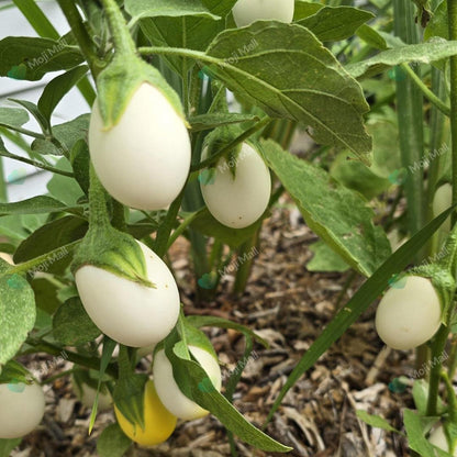 White eggplant plant bearing attractive pale white brinjals, grown from seeds in Pakistan by Moji Mall.